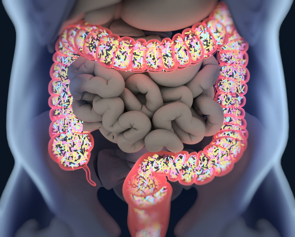 INSIDE THE FASCINATING AND SLIGHTLY CREEPY WORLD OF YOUR MICROBIOME